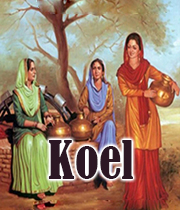 Koel 