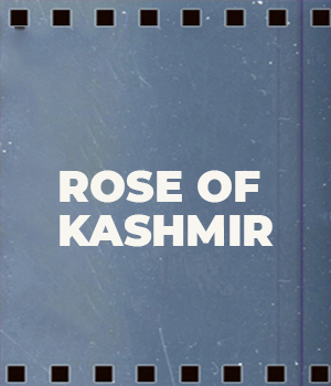 Rose Of Kashmir