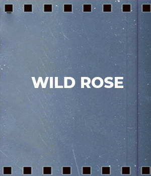 Wild Rose