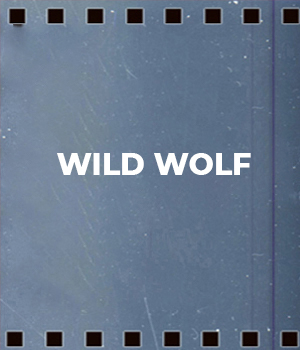 Wild Wolf