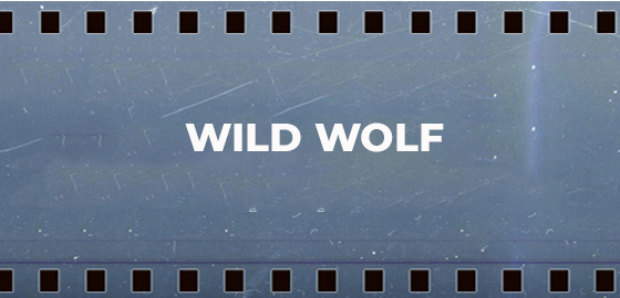 Wild Wolf